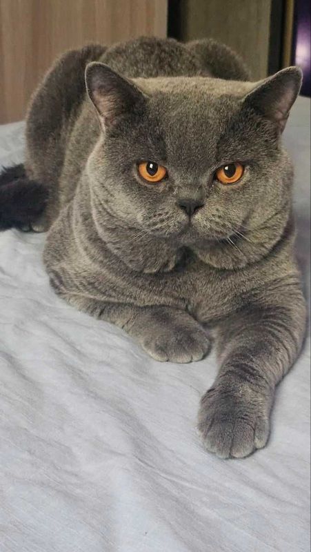 Вязка ! Чистокровный британский короткошерстный кот!! Возраст 3 года! Вязка ! Чистокровный британский короткошерстный кот!! Возраст 3 года!
