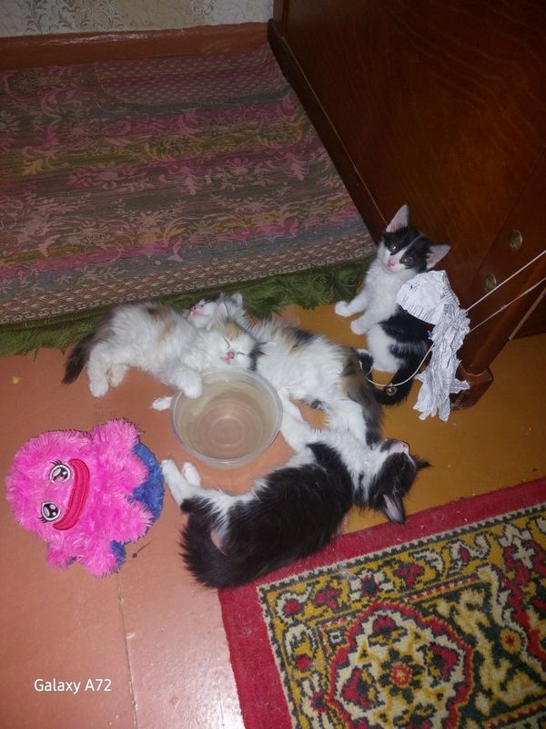 Котята в добрые руки Котята в добрые руки