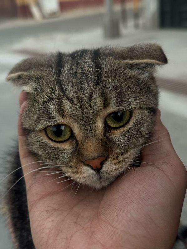 Продается Вислоухая кошка