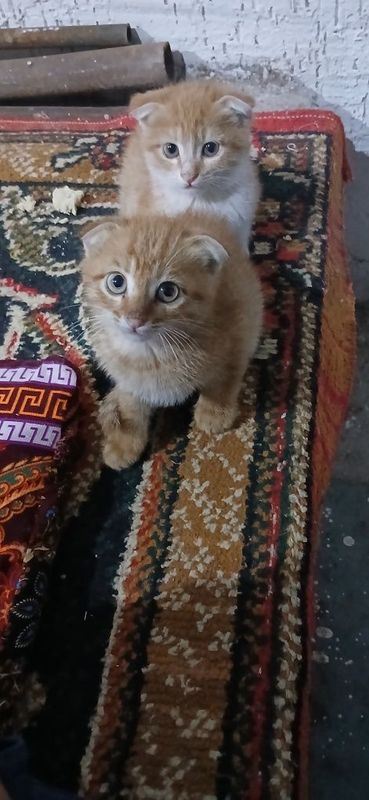 Шотландский кошка. Shatladski mushuk bolalari