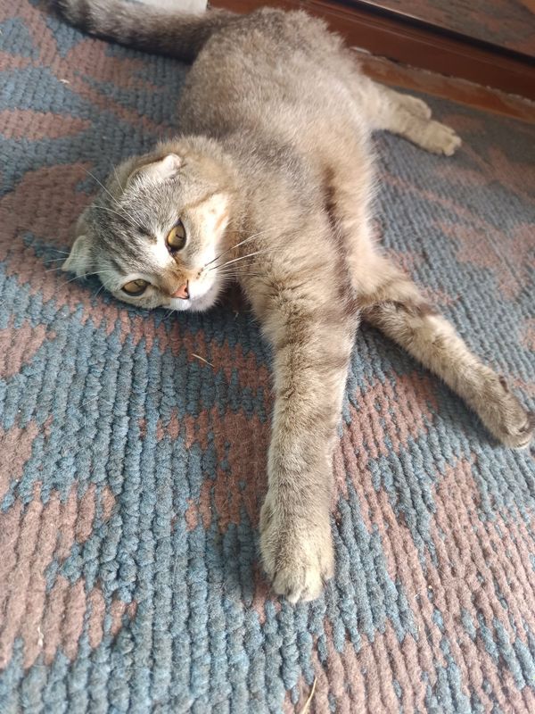 Отдам котят с мамой Отдам котят с мамой