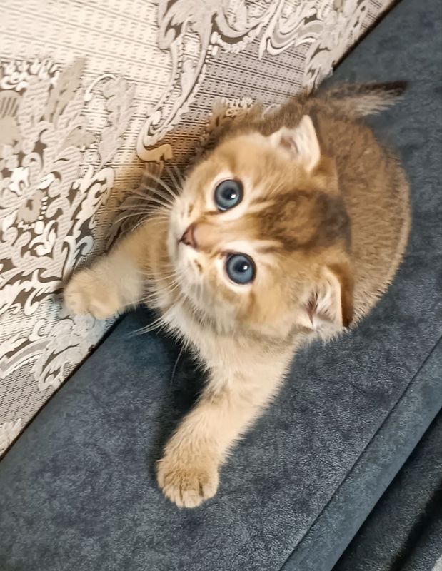 Мушикчалар золотая шиншилла