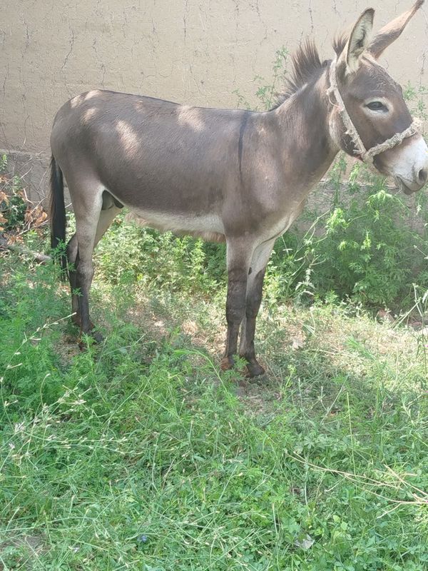 Erkak eshak sotiladi 1.5yosh