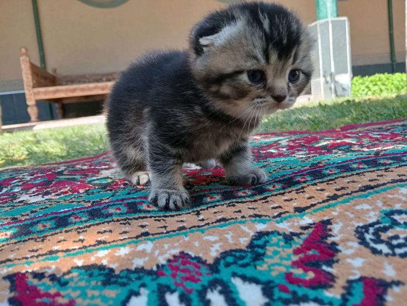 котёнок котёнок