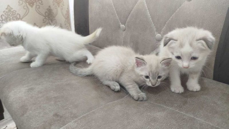 Котята приучены к лотку Котята приучены к лотку