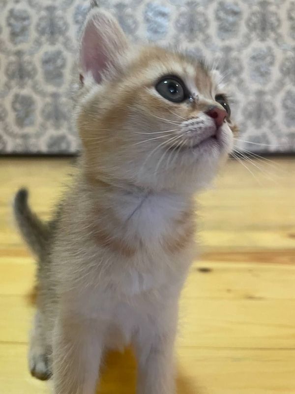 Мушук Скоттиш фолд Мушук Скоттиш фолд
