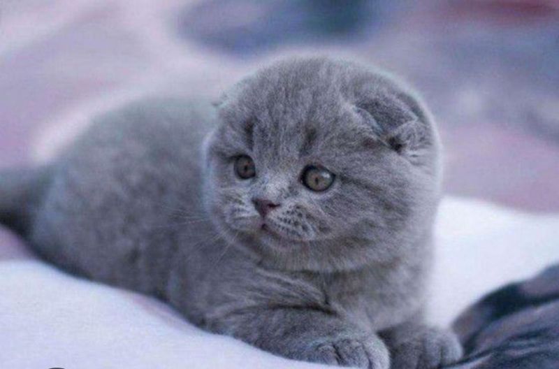Срочно продаётся котёнок британец Срочно продаётся котёнок британец