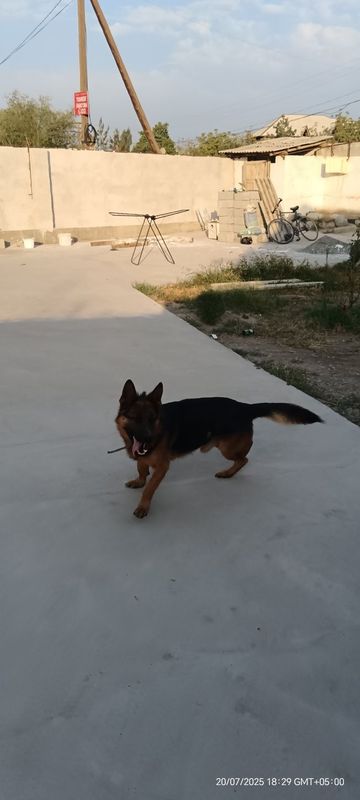 Nemis afchalka toza Nemis afchalka toza