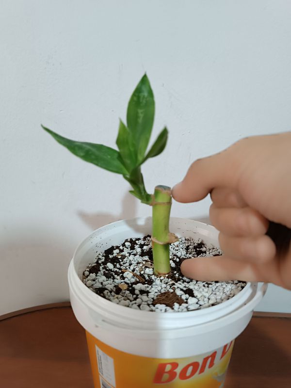 xitoy bambuki arginal bambuk
