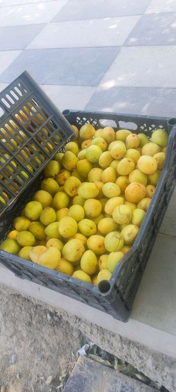 oʻrik абрикос
