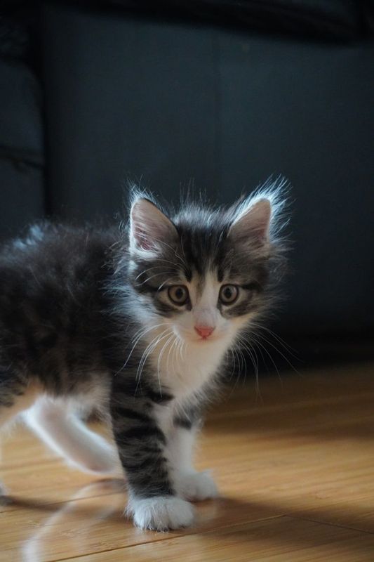 Котята бесплатно в добрые руки Котята бесплатно в добрые руки