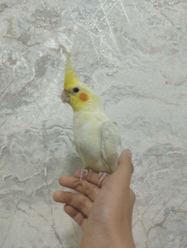 Продаются Ручной корела Продаются Ручной корела