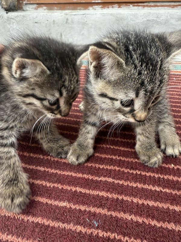 Бенгальские котята Бенгальские котята