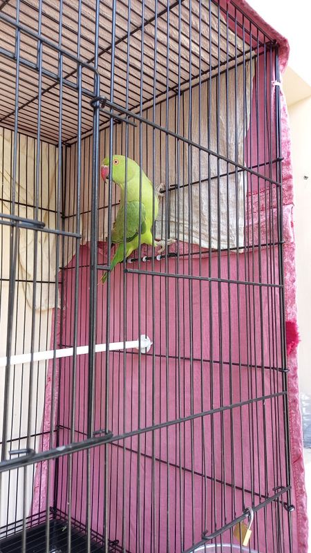 Anjirella 1 yosh Anjirella 1 yosh