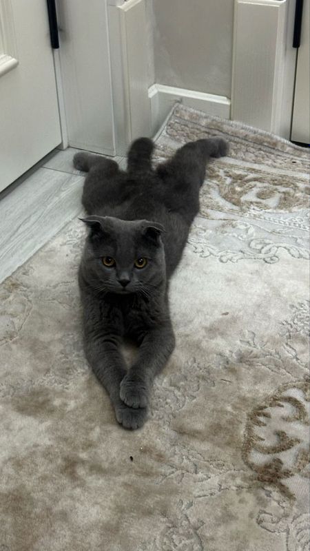 Продам кота не кастрирован