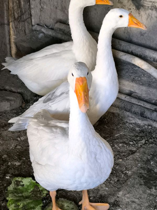 Damashniy Gʻozlar Damashniy Gʻozlar