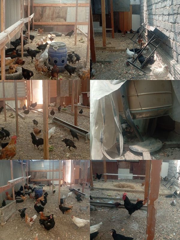 Продаются домашнее кури ,петухи Продаются домашнее кури ,петухи