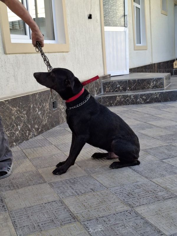 Doberman yaxw qoʻllaga topwiraman.Добеман отдам в хорошие руки
