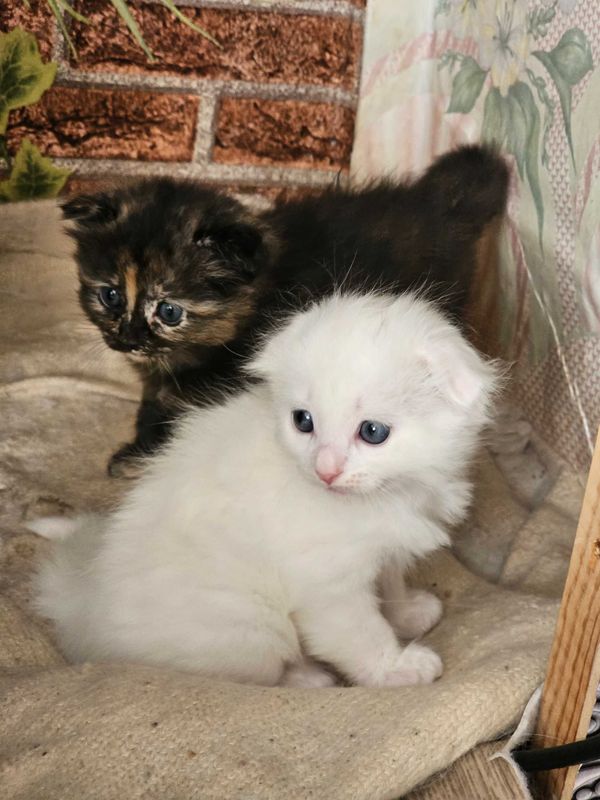 Продаю котодеток(недорого). Продаю котодеток(недорого).