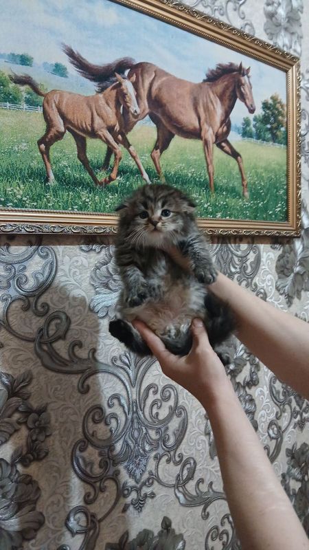Срочно продаются котята Срочно продаются котята