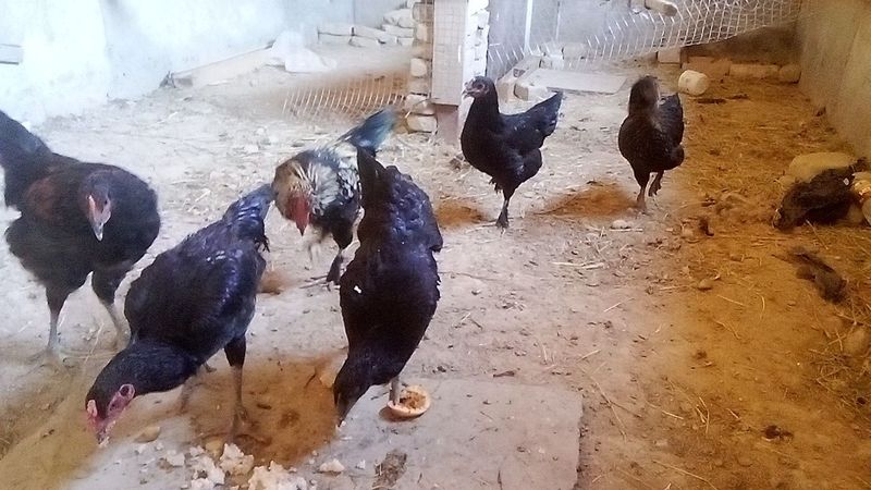Tovuqlar sotiladi
