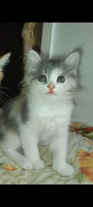 Отдам котёнка в добрые руки!