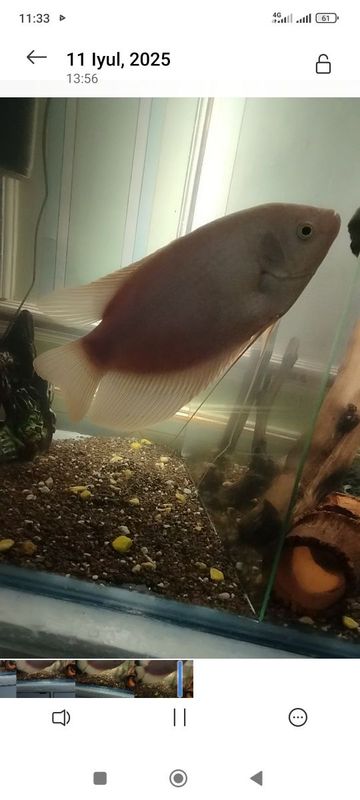 Gigantskiy gurami sotiladi Gigantskiy gurami sotiladi