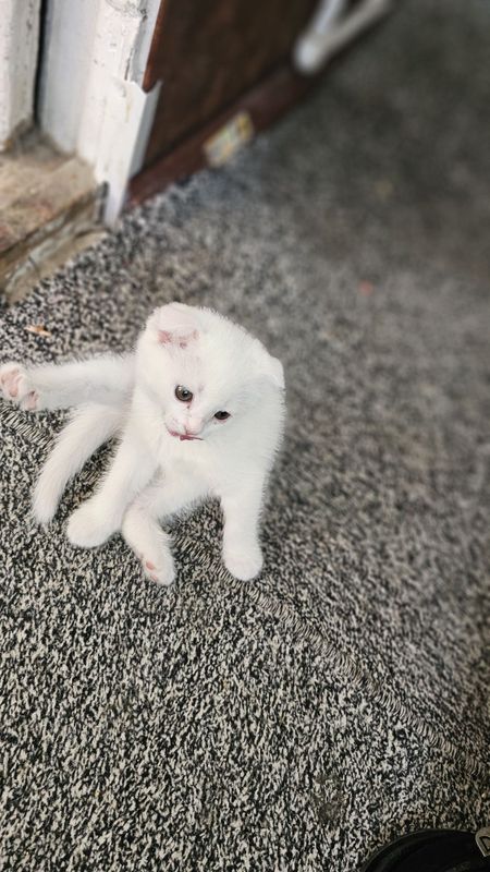 Mushug bolasi sotiladi sovga uchun olsayiz boladi qiz bola Mushug bolasi sotiladi sovga uchun olsayiz boladi qiz bola