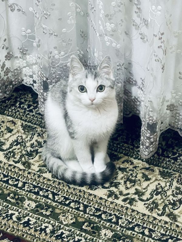 Кошка породая продается Кошка породая продается