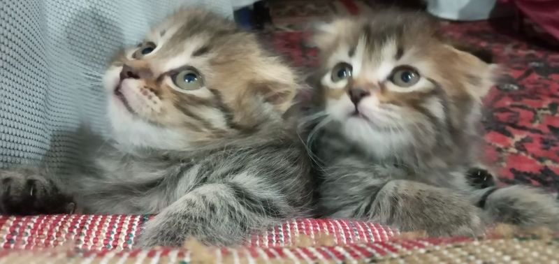 Продается котята