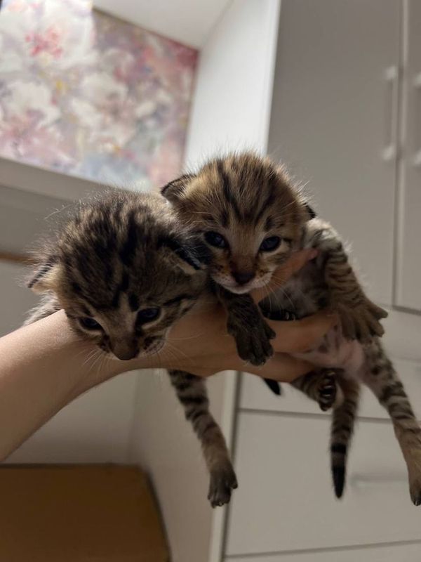 продается котенок