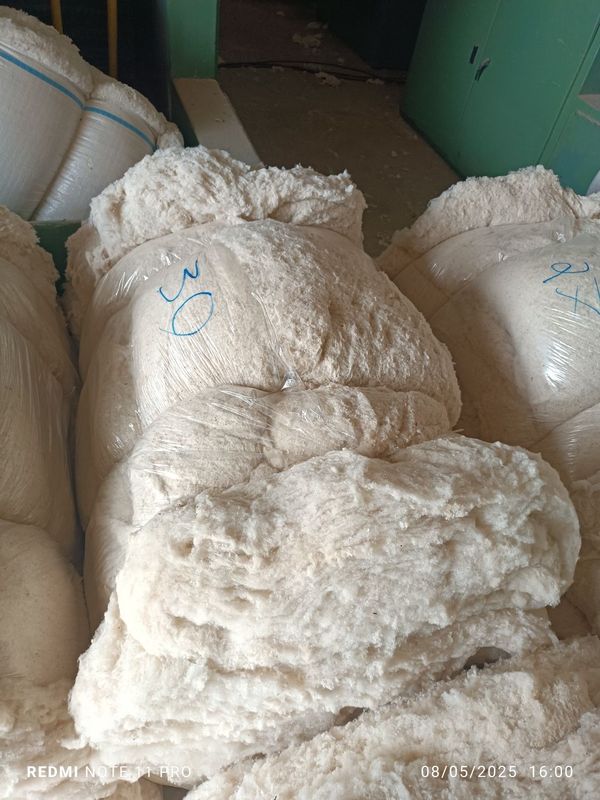 Paxta,yetkazib berishi ichida.Narxi 14 500 soʻm 1 kg Paxta,yetkazib berishi ichida.Narxi 14 500 soʻm 1 kg