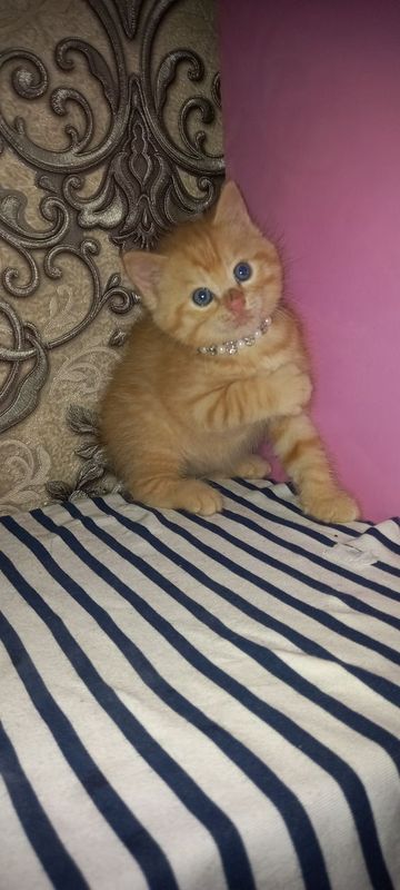 Шотландские страйты котята