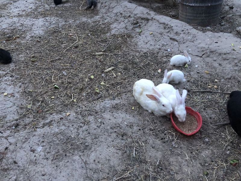 Продам маленьких крольчат. Продам маленьких крольчат.