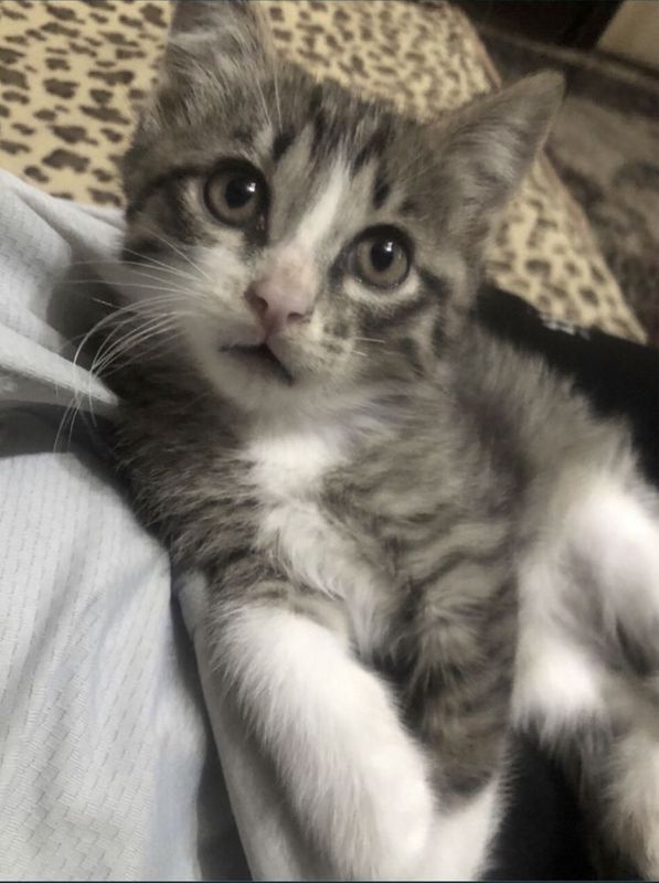 Котенок 2 мес мальчик
