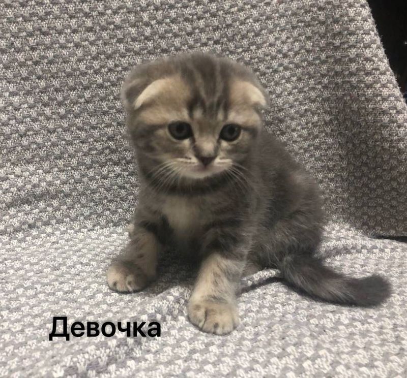 Ктоенок Скотиш фолд Ктоенок Скотиш фолд