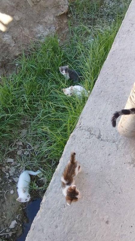 Mushuk bolalari yaxshi Mushuk bolalari yaxshi
