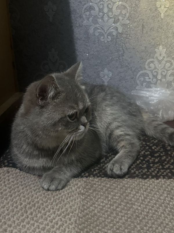 british shorthair tabby x23 british shorthair tabby x23