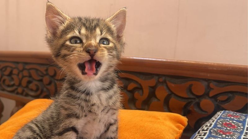 Отдам котенка в хорошие руки Отдам котенка в хорошие руки