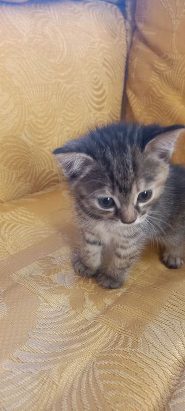 Котёнок девочка 2 месяца двух породистая цена договорная Котёнок девочка 2 месяца двух породистая цена договорная