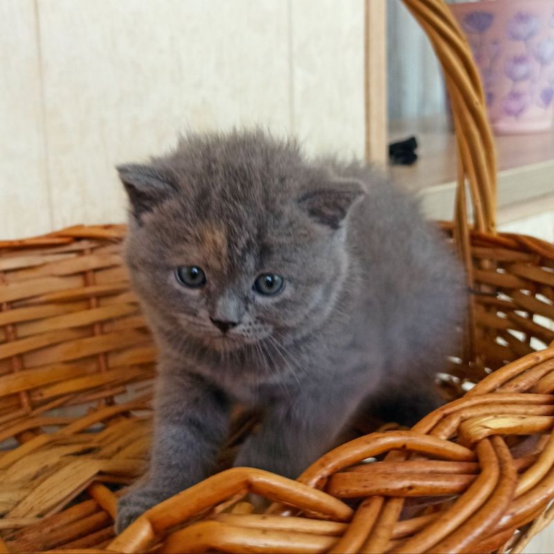 Продаюся девочки скоттиш страйт