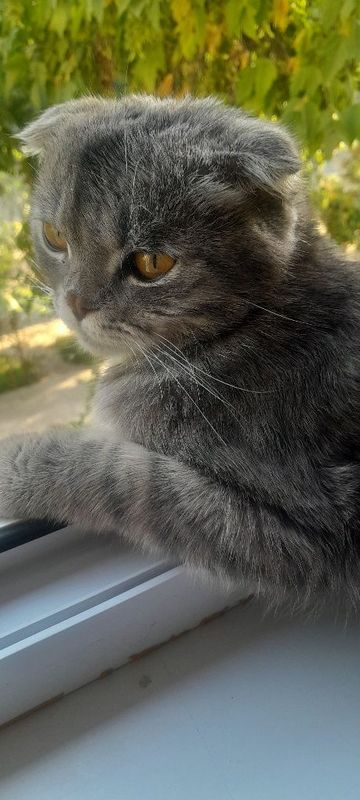 Scottish fold ög'ipbola