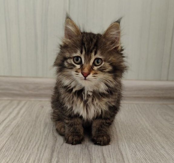 Котенок проглистована обработана Котенок проглистована обработана