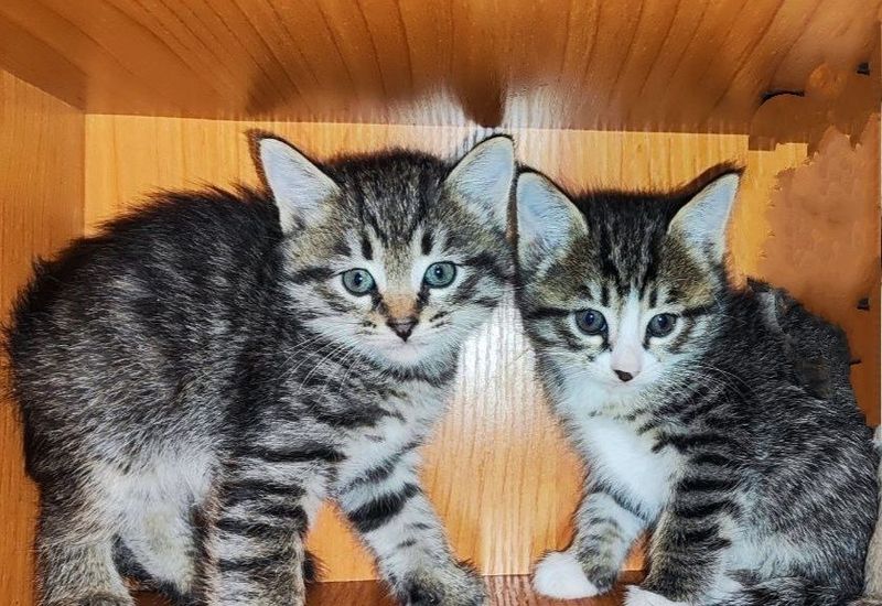 Котята. В добрые заботливые руки. Котята. В добрые заботливые руки.
