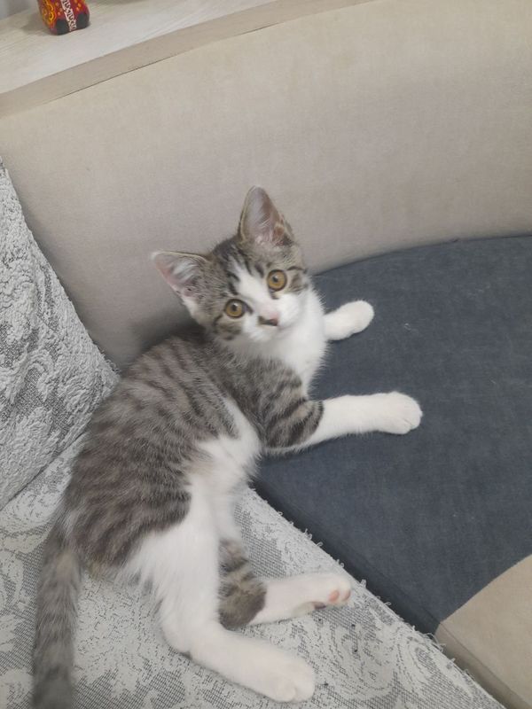 Котёнок породистый Котёнок породистый