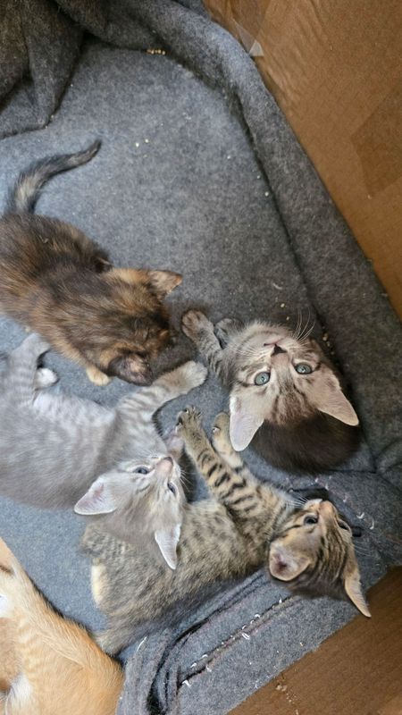 Отдам котят бесплатно Отдам котят бесплатно