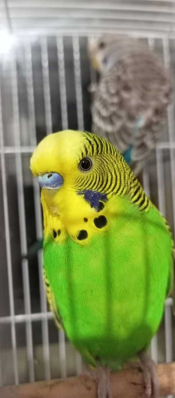 Qush sotiladi arzonga bervoraman Qush sotiladi arzonga bervoraman
