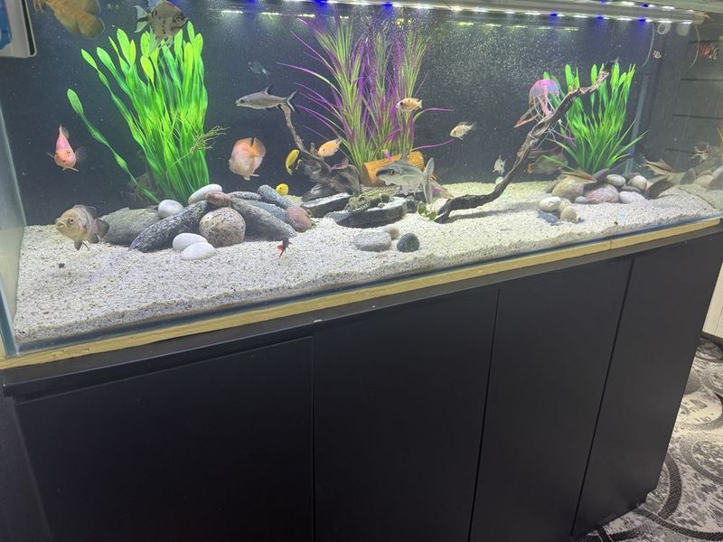Akvarium srochna 570l. Akvarium srochna 570l.