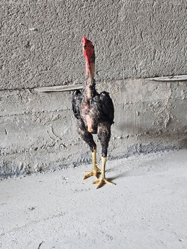 Xuroz sotiladi juda yirik narsa Xuroz sotiladi juda yirik narsa