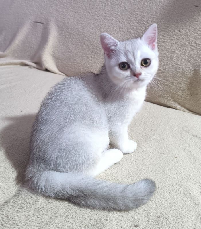 Котята скоттиш-страйт Котята скоттиш-страйт